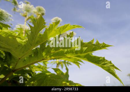 Fiore di alghe lungo la strada durante la fase di fioritura Foto Stock