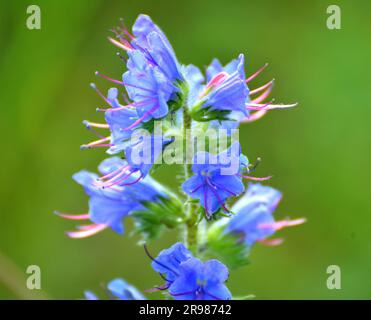 In natura, tra le erbe selvatiche fioriscono Echium vulgare Foto Stock