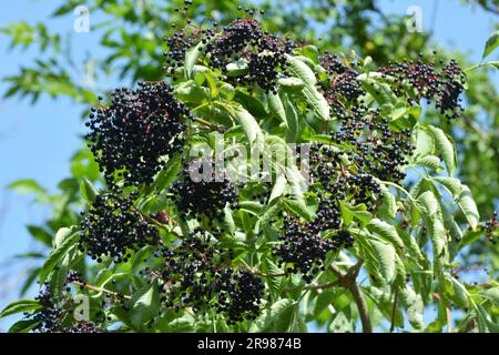 Mazzo di elderberries con frutti di bosco maturi Foto Stock