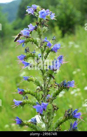In natura, tra le erbe selvatiche fioriscono Echium vulgare Foto Stock