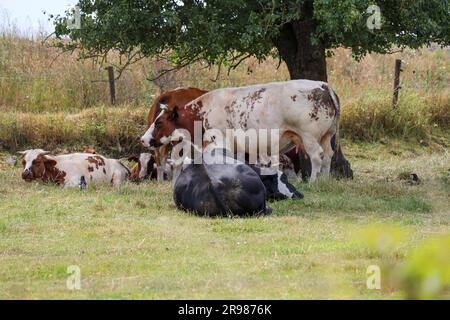 Mucche Holstein Frisone bianche, rosse e nere in un prato Foto Stock