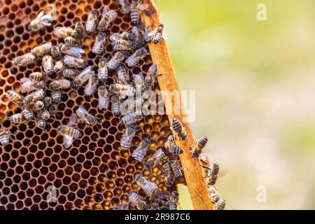 Una struttura artificiale di alveare per ospitare un nido d'ape in campi greci Foto Stock