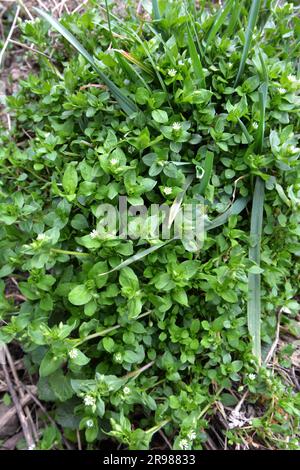 In primavera, Stellaria media cresce in natura Foto Stock