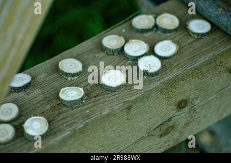 Preparazione di cerchi in legno per rune, irga Foto Stock