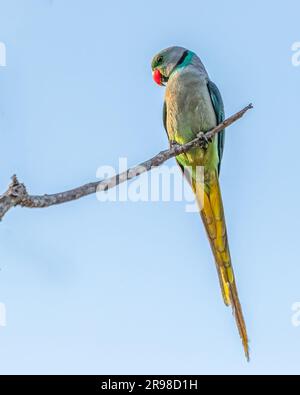 Un bellissimo parco dalle ali blu (Psittacula columboides) arroccato su un ramo d'albero Foto Stock