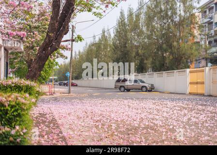 Fiori di tromba rosa a Bangkok: Una strada coperta di fiori caduti. Marzo Foto Stock