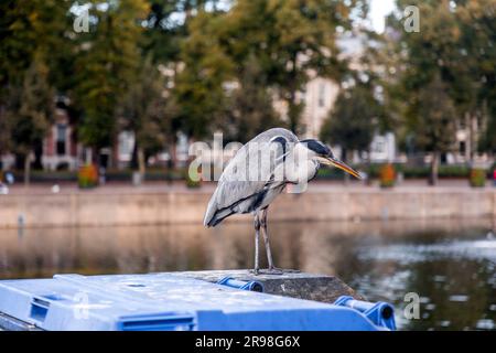 Airone grigio che riposa presso il lago Hofvijver a l'Aia, Paesi Bassi. L'uccello è il simbolo della cityi Foto Stock