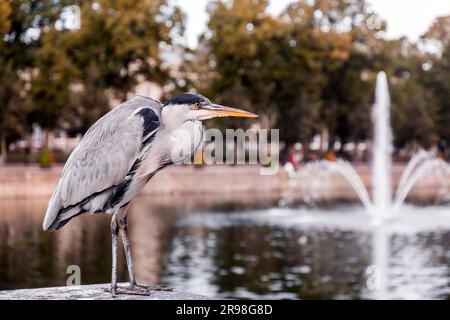 Airone grigio che riposa presso il lago Hofvijver a l'Aia, Paesi Bassi. L'uccello è il simbolo della cityi Foto Stock