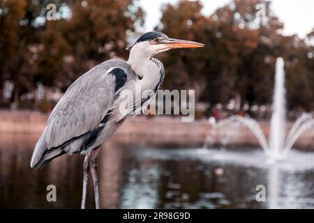 Airone grigio che riposa presso il lago Hofvijver a l'Aia, Paesi Bassi. L'uccello è il simbolo della cityi Foto Stock