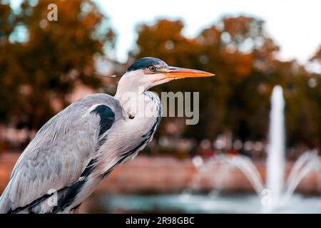 Airone grigio che riposa presso il lago Hofvijver a l'Aia, Paesi Bassi. L'uccello è il simbolo della cityi Foto Stock