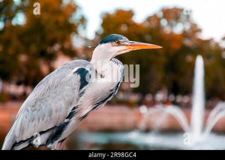 Airone grigio che riposa presso il lago Hofvijver a l'Aia, Paesi Bassi. L'uccello è il simbolo della cityi Foto Stock