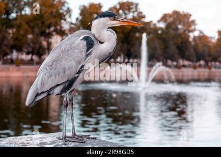 Airone grigio che riposa presso il lago Hofvijver a l'Aia, Paesi Bassi. L'uccello è il simbolo della cityi Foto Stock