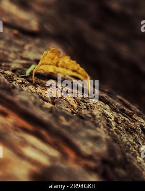 Foto macro di una piccola formica che strisciava sulla corteccia di un albero, con una singola foglia gialla sullo sfondo Foto Stock