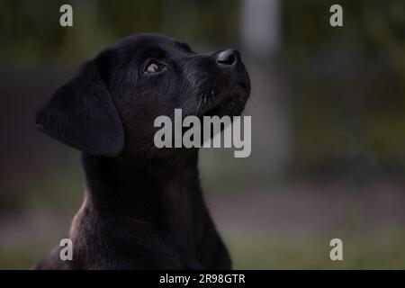 Ritratto laterale di un adorabile cucciolo nero di Labrador di 11 settimane con sfondo bokeh e spazio per la copia Foto Stock