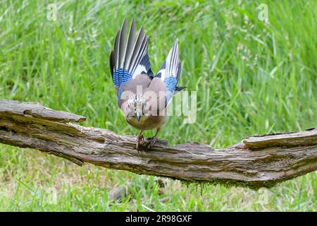 Jay, Eurasian jay, Jays sono diffusi in tutto il Regno Unito, Un membro molto colorato della famiglia dei corvi Foto Stock