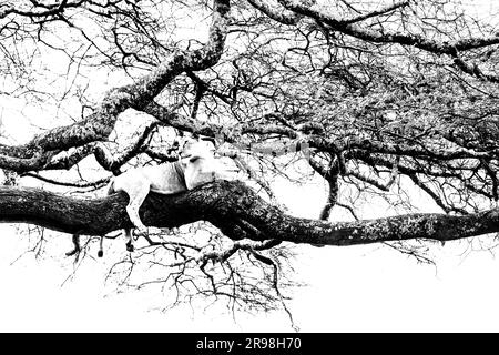 L'immagine di Lioness sull'albero è stata scattata a Ndutu, in Tanzania. Foto Stock