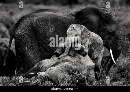 L'immagine dell'elefante africano è stata scattata a Ndutu, Tanzania. Foto Stock
