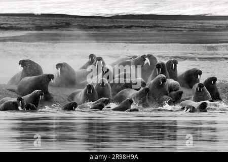 L'immagine di Walrus è stata scattata alle Svalbard, in Norvegia. Foto Stock