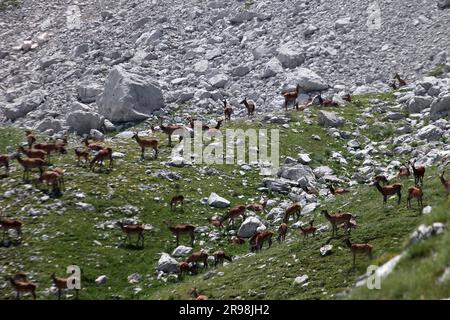 Cervi e fauci al Monte Meta e al passo dei Monaci nel Parco Nazionale d'Abruzzo Lazio e Molise, Parco Abruzzo, Molise Foto Stock