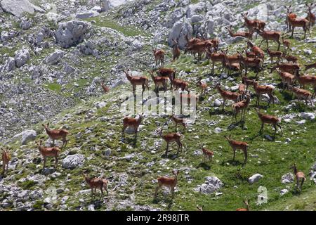 Cervi e fauci al Monte Meta e al passo dei Monaci nel Parco Nazionale d'Abruzzo Lazio e Molise, Parco Abruzzo, Molise Foto Stock