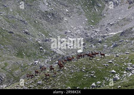 Cervi e fauci al Monte Meta e al passo dei Monaci nel Parco Nazionale d'Abruzzo Lazio e Molise, Parco Abruzzo, Molise Foto Stock