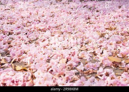 Primo piano di una strada coperta di fiori caduti. Fiore di tromba rosa a Bangkok. Foto Stock