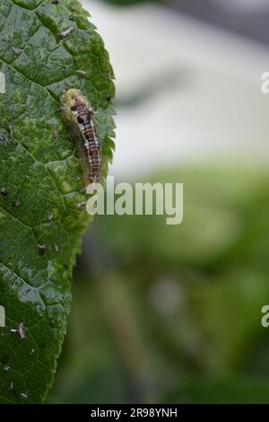 La larva di sciroppo vola in volo e si nutre di afidi su ciliegi di uccelli Foto Stock