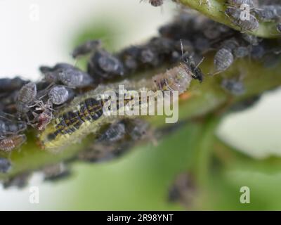 La larva di sciroppo vola in volo e si nutre di afidi su ciliegi di uccelli Foto Stock