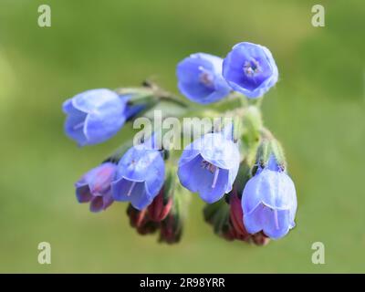 I fiori blu comuni si avvicinano all'esterno Foto Stock