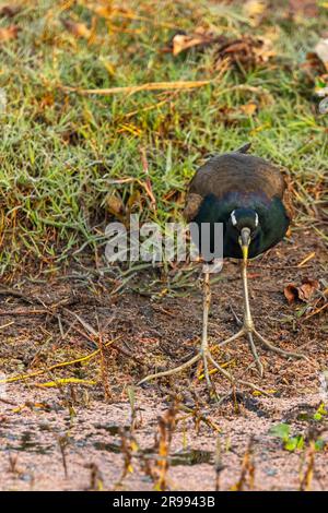 Un'ala di bronzo che guarda stretto Foto Stock