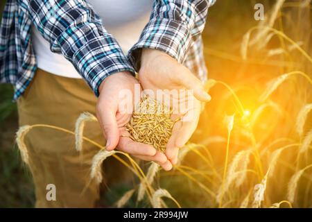 Mani maschili che spruzzano grani di grano dorati. Abbondanti raccolti cullati nelle palme degli agricoltori. La grande resa e un mucchio di grano indicano una stagione di successo Foto Stock