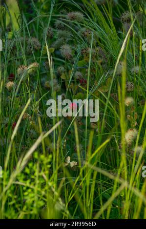 Un singolo fiore di trifoglio molto rosso (Trifolium pratense) brilla attraverso lame di erba verde Foto Stock