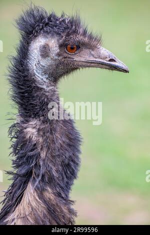 L'emu (Dromaius novaehollandiae) è il secondo uccello vivente per altezza, dopo il suo parente ratito, l'struzzo. È endemico per l'Australia. Foto Stock