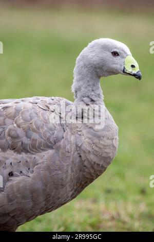 L'oca di Capo Barren (Cereopsis novaehollandiae) è una grande oca residente nel sud dell'Australia. La specie prende il nome da Cape Barren Island. Foto Stock