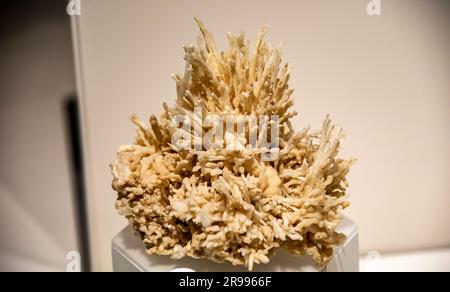 L'immagine ravvicinata delle eliciti di calcite è carbonato di calcio proveniente dalla grotta di Kubla Khan, Mole Creek Tasmania Australia. Foto Stock