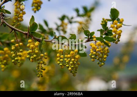 Berberitze (Berberis vulgaris), Zweig mit gelben Blütendolden, Hoher Kaukasus, Georgien Foto Stock