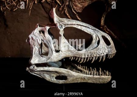 Il cast del cranio di cryolophosaurus ellioti nel museo australiano. Un genere di grande dinosauro teropode del Giurassico inferiore dell'Antartide. Foto Stock