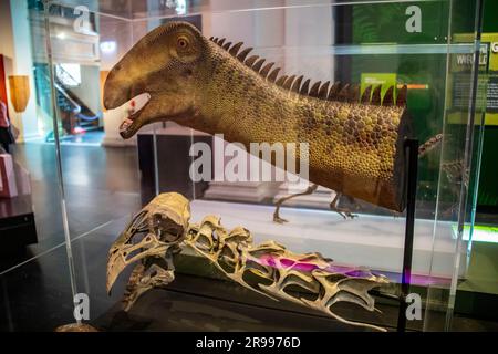 Il cast e la ricostruzione della testa e del collo del taqueti Nigersaurus all'Australian Museum. Un dinosauro mangiatore di piante lungo 30 piedi che ha vissuto 110 milioni Foto Stock