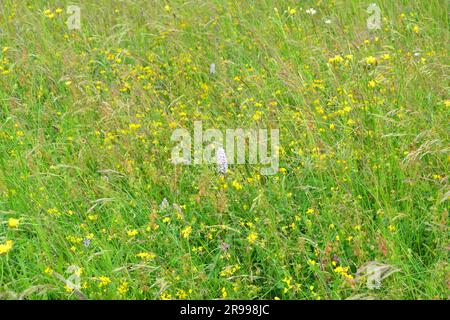 Orchidee maculate comuni in un prato a Magpie Bottom nel Kent, nel sud-est dell'Inghilterra. Anche il trifoglio giallo. Prato di fiori selvatici Foto Stock