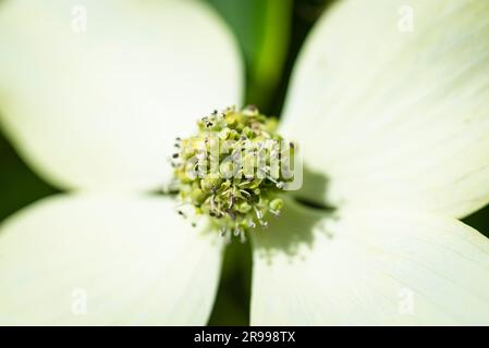 Petali color crema con infiorescenza di un legno di cane fiorito asiatico Cornus kousa arbusto fiorito alla luce del sole Foto Stock