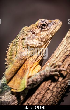 La lucertola fritta (Chlamydosaurus kingii) è una specie di lucertola della famiglia Agamidae. È endemica dell'Australia settentrionale e della nuova Guinea meridionale. Foto Stock