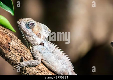 Il drago della foresta di Boyd (Lophosaurus boydii) è una specie di lucertola arborea della famiglia Agamidae. La specie è originaria delle foreste pluviali Foto Stock