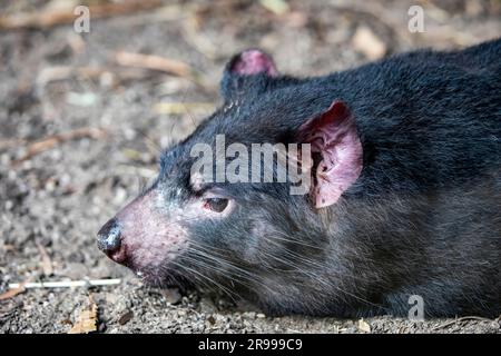 Immagine ravvicinata del diavolo della Tasmania (Sarcophilus harrisii). Un tempo era originario dell'Australia continentale e ora si trova in natura solo sull'isola Foto Stock