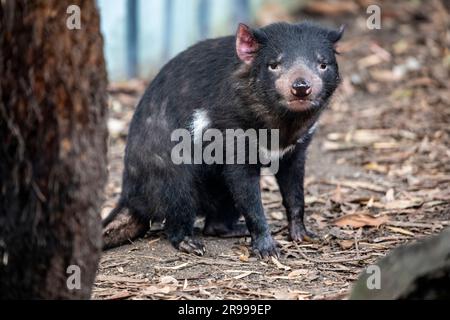 Immagine ravvicinata del diavolo della Tasmania (Sarcophilus harrisii). Un tempo era originario dell'Australia continentale e ora si trova in natura solo sull'isola Foto Stock