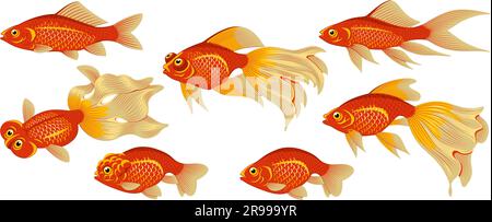 Set di specie di pesci rossi. Clipart vettoriale isolato su bianco. Illustrazione Vettoriale