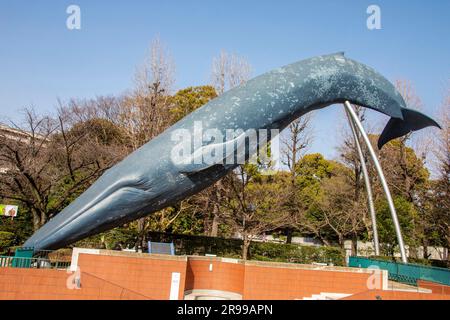 Tokyo Giappone 11 marzo 2023: La balena azzurra (Balaenoptera musculus) all'esterno del Museo Nazionale della natura e della Scienza. Foto Stock