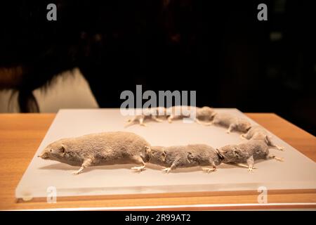 Tokyo Giappone 11 marzo 2023: L'animale da laboratorio: La casetta asiatica (Suncus murinus) nella galleria Japan National Museum of Nature and Science. Foto Stock