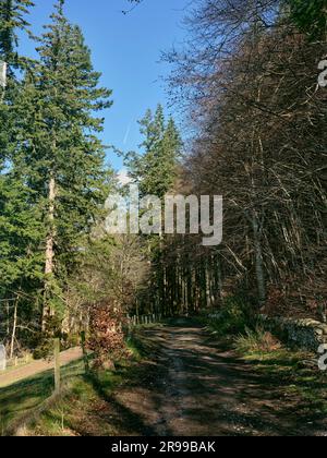 In ombra, il sentiero boschivo conduce attraverso una piantagione forestale. Selkirk. Scozia Foto Stock