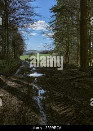 In ombra, il sentiero boschivo conduce attraverso una piantagione forestale. Selkirk. Scozia Foto Stock