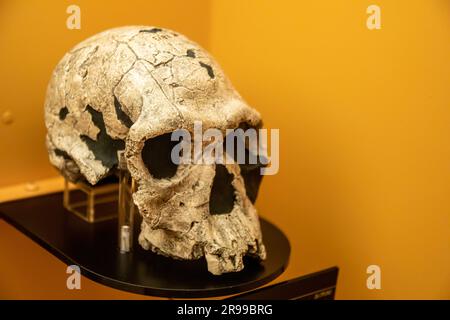 La replica basata sul campione KNM-ER 1813 (Homo habilis), 1973 Kenya, Koobi Fora, nella galleria globale National Museum of Nature and Science. Foto Stock